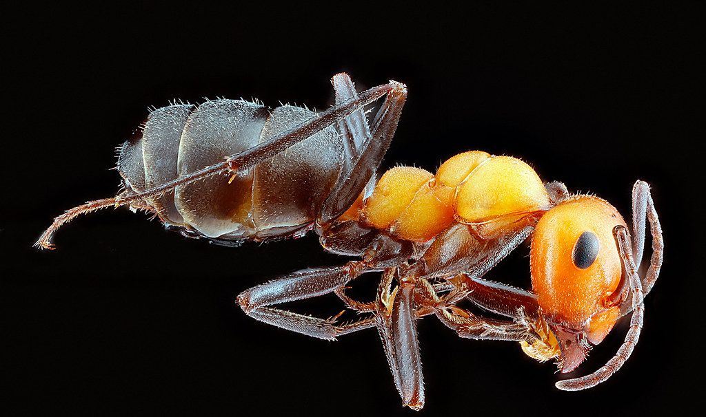 Ant Control service in Champaign, IL