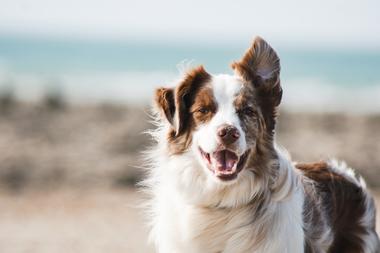 Flea & Tick Control service in Champaign, IL