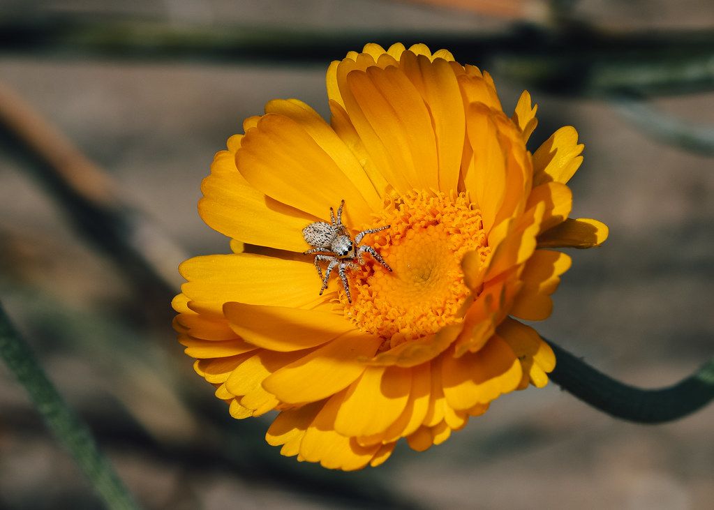 Spider Control service in Champaign, IL